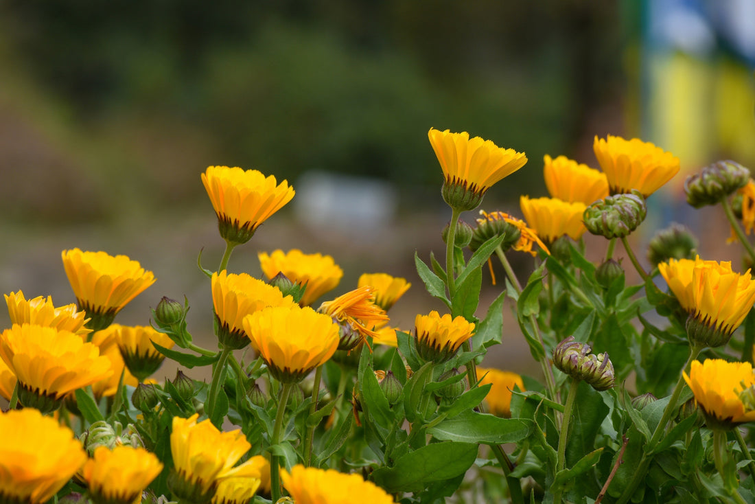 The Powerful Skin Benefits Of Calendula