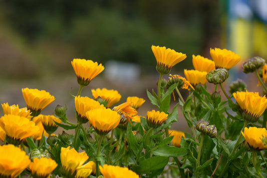 The Powerful Skin Benefits Of Calendula