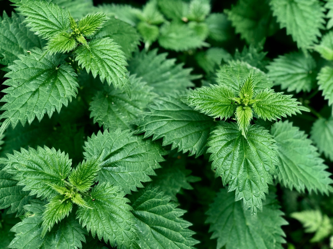 The Powerful Skin Benefits Of Nettle