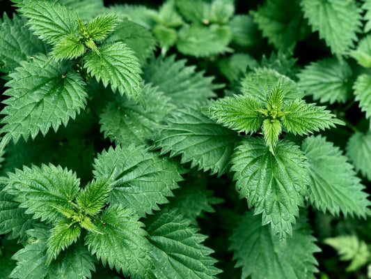The Powerful Skin Benefits Of Nettle